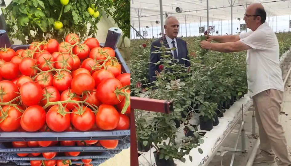 Isparta’da tarımda yeni dönem: Gül serasından topraksız domatese, tam otomasyonlu üretim