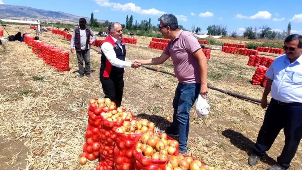 Çorum’da kuru soğan hasadı başladı