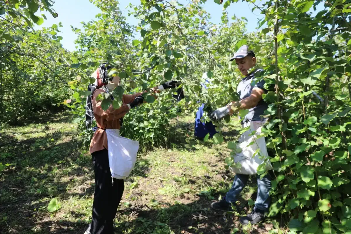 Fındık Dalda, Aklın İşçide Kalmasın 7. sezonunda