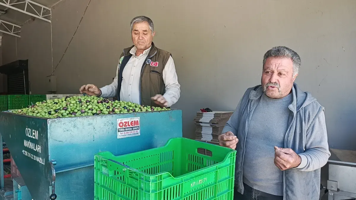 Aydın'da zeytin üreticileri artan maliyetlerden şikâyetçi