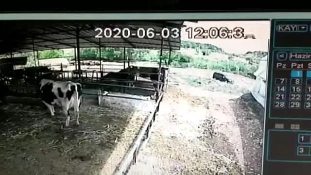 Küçükbaş hayvan hırsızları kameradan tespit edilip yakalandı