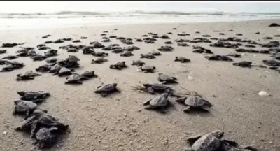 Antalya sahillerinde 25 bin caretta caretta yavrusu denizle buluştu