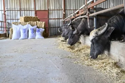 Ata Çiftliği’nde yapılan hasat kırsaldaki üreticiye ulaştırılıyor
