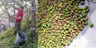 Fındık bölgesinde ceviz üretmeyi başardı: 1,5 ton ürün bekliyor