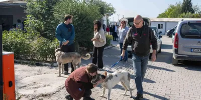 İzmir Bornova'da 83 köpek sahiplendirildi