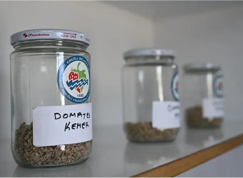 Ata Tohum projesi, katlanarak yürüyor